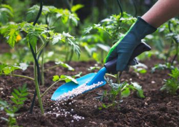 World Bank Warns of 60% Surge in Urea Prices in 2026