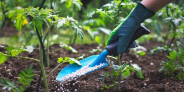 World Bank Warns of 60% Surge in Urea Prices in 2026