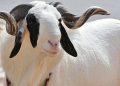 Nigeria Eid Ram Prices Surge Over 300% as Supply Tightens