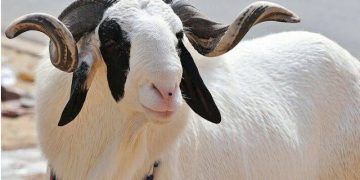 Nigeria Eid Ram Prices Surge Over 300% as Supply Tightens