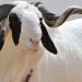 Nigeria Eid Ram Prices Surge Over 300% as Supply Tightens