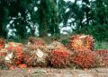 Okomu Oil Palm Q1 2026 Pretax Profit Surges to N34.09 Billion