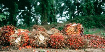 Okomu Oil Palm Q1 2026 Pretax Profit Surges to N34.09 Billion