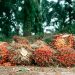 Okomu Oil Palm Q1 2026 Pretax Profit Surges to N34.09 Billion