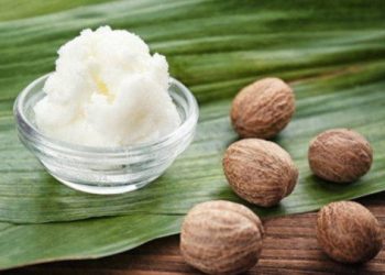Nigeria’s Shea Policy Shift Wins Global Recognition, Boosts Export Prospects