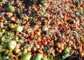 Nigeria Loses ₦5 Trillion Annually to Food Waste Amid Logistics Crisis