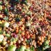 Nigeria Loses ₦5 Trillion Annually to Food Waste Amid Logistics Crisis