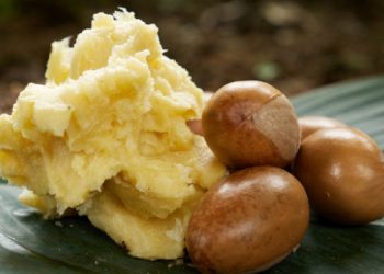 Nigerian Government Pushes Shea Processing to Boost Export Earnings