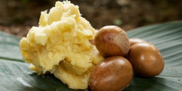 Nigerian Government Pushes Shea Processing to Boost Export Earnings