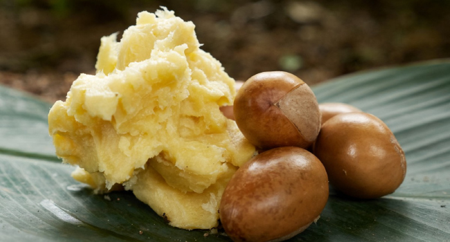 Nigerian Government Pushes Shea Processing to Boost Export Earnings