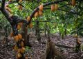 SROL Expands Cocoa and Plantain Rehabilitation Support in Osun
