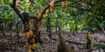 SROL Expands Cocoa and Plantain Rehabilitation Support in Osun
