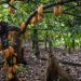 SROL Expands Cocoa and Plantain Rehabilitation Support in Osun