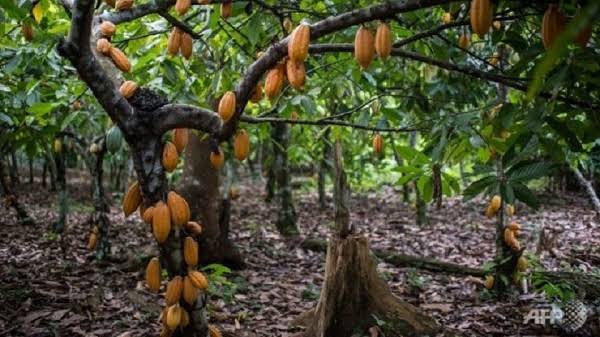SROL Expands Cocoa and Plantain Rehabilitation Support in Osun
