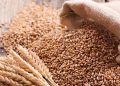 Wheat Production Ambitions Stall as AfDB Funds Remain Unreleased
