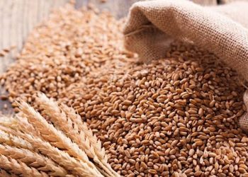 Wheat Production Ambitions Stall as AfDB Funds Remain Unreleased