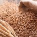Wheat Production Ambitions Stall as AfDB Funds Remain Unreleased