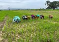 Agri-Food Start-ups Face Stricter Funding as Investors Tighten