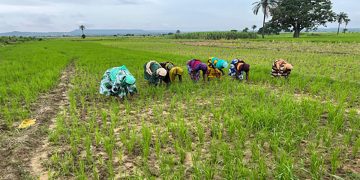 Agri-Food Start-ups Face Stricter Funding as Investors Tighten
