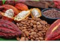 FG Launches 1 Million Hybrid Cocoa Seedlings to Boost Nigeria’s Cocoa Industry