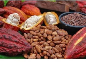 FG Launches 1 Million Hybrid Cocoa Seedlings to Boost Nigeria’s Cocoa Industry
