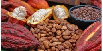 FG Launches 1 Million Hybrid Cocoa Seedlings to Boost Nigeria’s Cocoa Industry