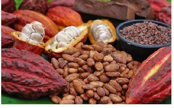 FG Launches 1 Million Hybrid Cocoa Seedlings to Boost Nigeria’s Cocoa Industry