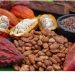 FG Launches 1 Million Hybrid Cocoa Seedlings to Boost Nigeria’s Cocoa Industry