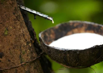 Nigeria’s Rubber Industry Faces Revival Push Amid Export Challenges