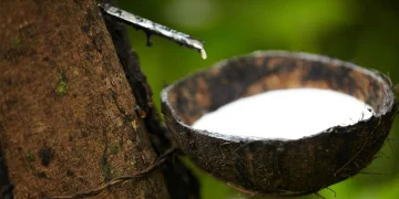 Nigeria’s Rubber Industry Faces Revival Push Amid Export Challenges