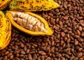 Nigeria Pushes Cocoa Value Addition with New Regional Alliance