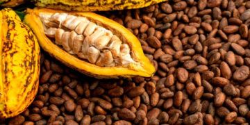 Nigeria Pushes Cocoa Value Addition with New Regional Alliance