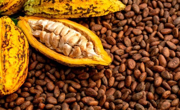 Nigeria Pushes Cocoa Value Addition with New Regional Alliance