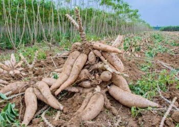 Why World’s #1 Cassava Producer Captures Just 2% of a $180BN Market