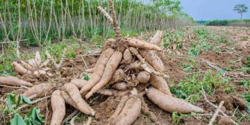 Why World’s #1 Cassava Producer Captures Just 2% of a $180BN Market