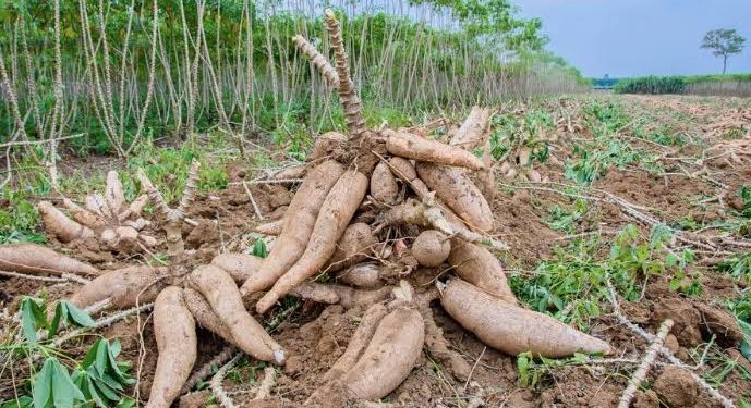 Why World’s #1 Cassava Producer Captures Just 2% of a $180BN Market