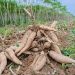Why World’s #1 Cassava Producer Captures Just 2% of a $180BN Market