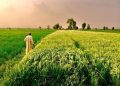 Kaduna Leads Nigeria’s Agricultural Revolution as PEBEC Names 2026’s Top Investment States