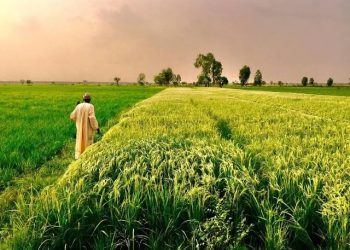 Kaduna Leads Nigeria’s Agricultural Revolution as PEBEC Names 2026’s Top Investment States