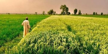 Kaduna Leads Nigeria’s Agricultural Revolution as PEBEC Names 2026’s Top Investment States