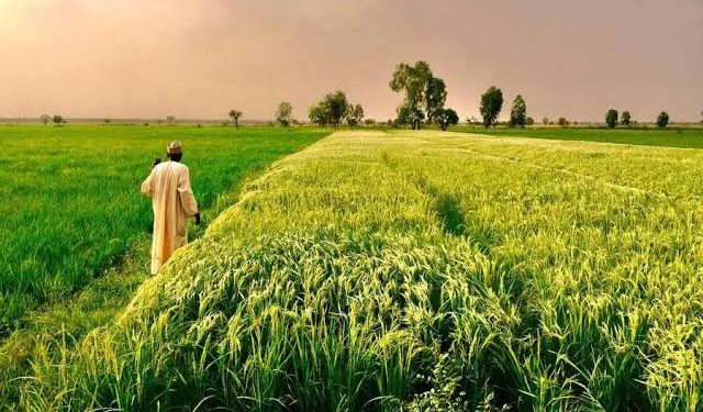 Kaduna Leads Nigeria’s Agricultural Revolution as PEBEC Names 2026’s Top Investment States