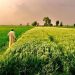 Kaduna Leads Nigeria’s Agricultural Revolution as PEBEC Names 2026’s Top Investment States