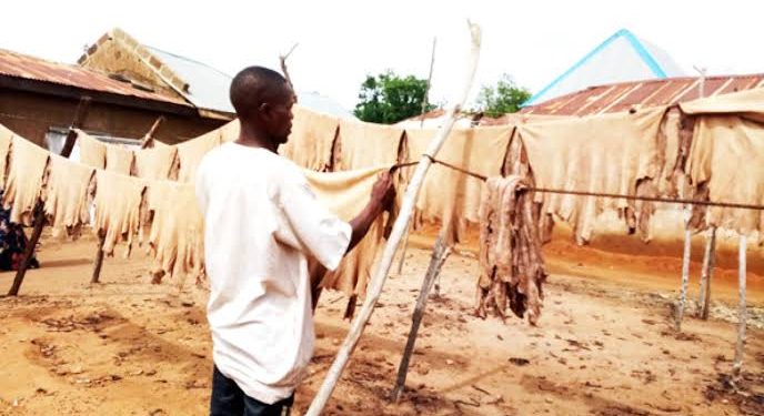 How Nigeria’s Leather Industry Lost Its Global Dominance After the Oil Boom
