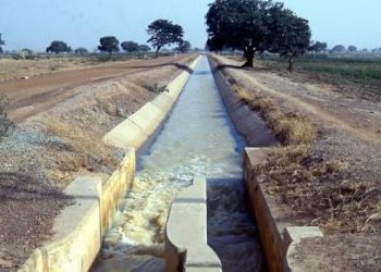 Bird Invasion Destroys 250 Hectares of Crops at Zamfara Irrigation Scheme
