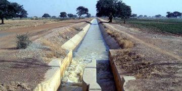 Bird Invasion Destroys 250 Hectares of Crops at Zamfara Irrigation Scheme