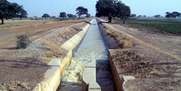 Bird Invasion Destroys 250 Hectares of Crops at Zamfara Irrigation Scheme