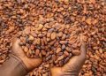 West African Cocoa Alliance Targets End to Raw Bean Exports