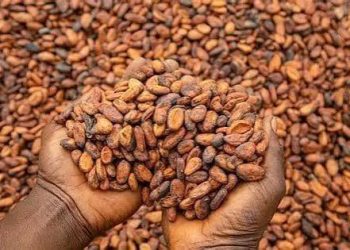 West African Cocoa Alliance Targets End to Raw Bean Exports