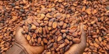 West African Cocoa Alliance Targets End to Raw Bean Exports