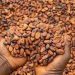 West African Cocoa Alliance Targets End to Raw Bean Exports